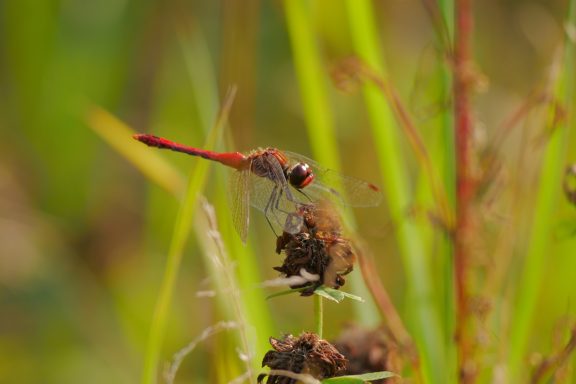 Rote Libelle sitzt auf einem natürlichen Untergrund zwischen grünem Gras.