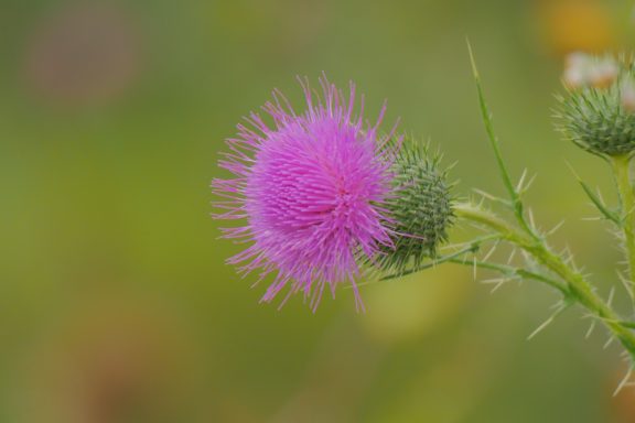 Lila Distelblüte mit spitzen Auswüchsen auf grünem Hintergrund.