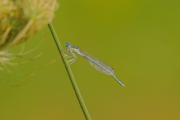 Eine transparente Libelle sitzt auf einem grünen Pflanzenstängel.