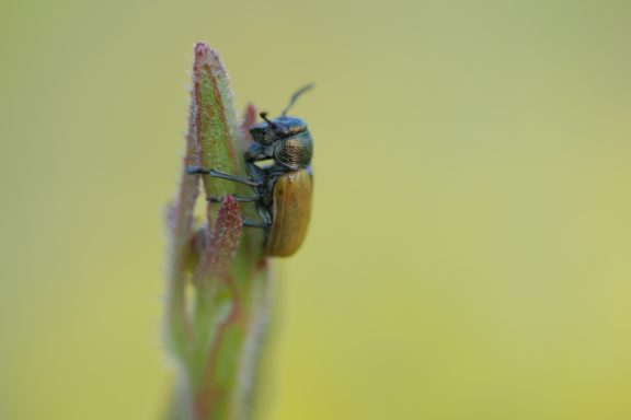 Ein kleiner Käfer sitzt auf einem grünen Pflanzenstängel mit unscharfem Hintergrund.