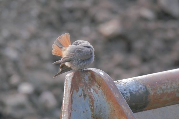 Kleiner Vogel sitzt auf einem rohen Metallstück mit gepunktetem Schwanz.