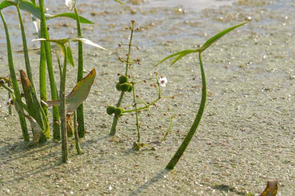 Wasserpflanzen mit langen Stängeln und weißen Blüten in sandigem Untergrund.