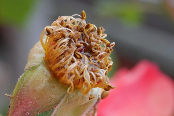 Mit verwelkten Blütenblättern und bräunlichen Samenständen einer vergehenden Blume.