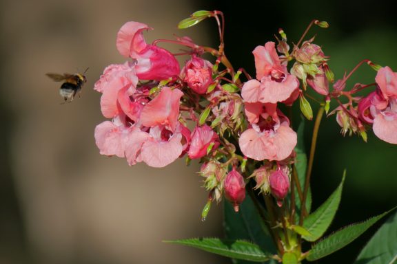 Blühende rosa Pflanzen mit einer Biene, die in der Nähe schwebt.