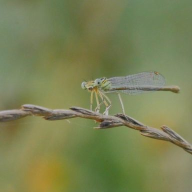 Eine kleine Libelle sitzt auf einem dünnen Ast mit unscharfem, grünlichem Hintergrund.