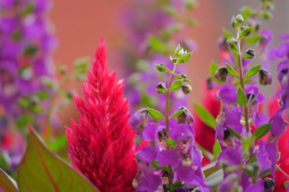Bunte Blumen mit roten und lila Blütenständen, umgeben von grünem Laub.