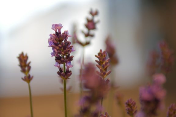 Lila Lavendelblüten in sanftem Licht, unscharfer Hintergrund.