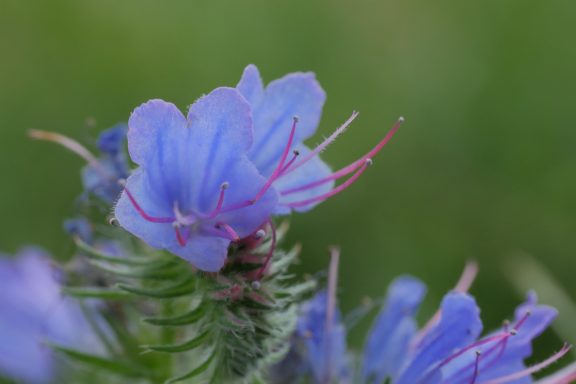 Violette Blüte mit langen, roten Staubfäden und grünem Blattwerk im Hintergrund.