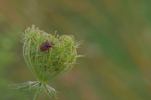 Ein Käfer sitzt auf einer knospenartigen Pflanze in grüner Umgebung.