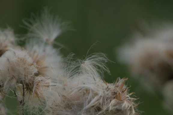Weißes, flauschiges Pflanzenmaterial vor unscharfem, grünem Hintergrund.